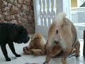 shar pei  Kioma