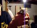 Rat bite