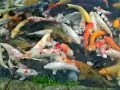 Koi carp at Ritsurin parc Koi carp at Ritsurin parc