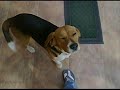 Beagle Vacak - "Infamous Beagle Entertainment Video"