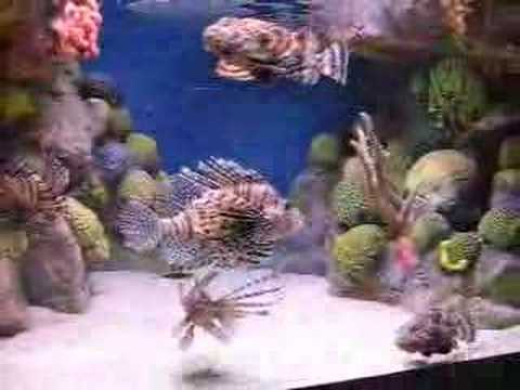 stone fish