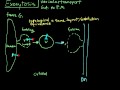 exocytosis:  vesicul