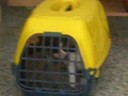 Freacky dal veterinario!