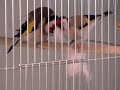 Darrrrek - Breeding carduelis major building nest AGATA FEMALE&STANDARD MALE