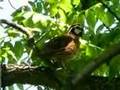 Bobwhite Quail call - YouTube