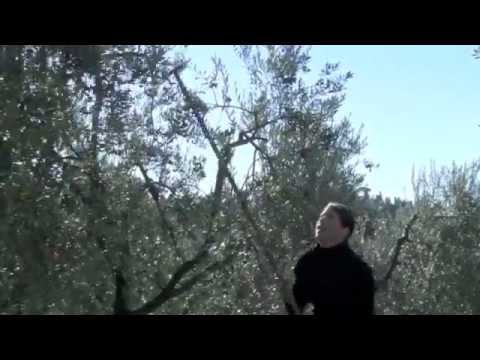 how to harvest olives by hand