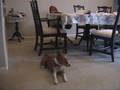 Basenji dog singing