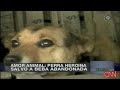 Dog saves newborn BABY amazing animal!!