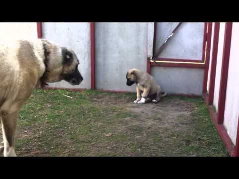 kangal
