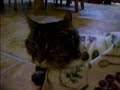 Towel Cat