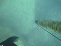 Branzino Spigola Mamba Marco Dada