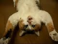 cat nap cat nap