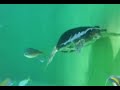 ?????? ??????