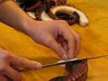 sashimi sashimi