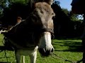 eDonkey