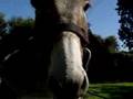 eDonkey