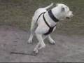 Bulldog Americano video