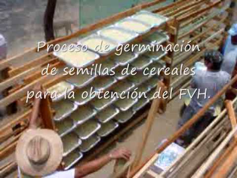 FORRAJE VERDE HIDROPONICO DE TABASCO, MEXICO