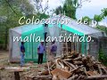 PRODUCCIÓN DE FORRAJE VERDE HIDROPONICO EN TABASCO, MEXICO. ... SEP SEMS DGETA BEDR CBTA AGRONOMIA AGRICULTURA FVH CSAT FORRAJE VERDE HIDROPONICO HIDROPONIA CUNDUACAN TABASCO 