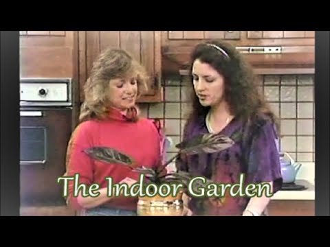 how to fertilize philodendron