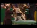 Crufts 2008 Hound Group Winner