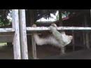Sloth at Silver King Lodge