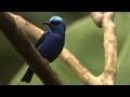Exploring the world of birds and biodiversity with the Cornell Lab of Ornithology