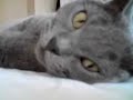 Wafer Blue British Shorthair Cat Being Annoyed