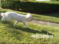 DOGBUNNY