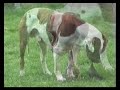 Dogs Dinner