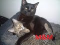 M&M.wmv