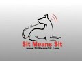 rottweiler | sit means sit dog training