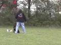 Dog Training with Rottweiler/Sit Means Sit Dog Training