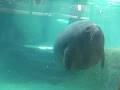 videos de manatee 2.AVI