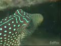 Fiji Trance slideshow/movie/slideshow