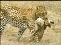Guardabosques es atacado por leopardo