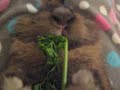 bunny eating parsley!