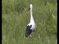The storks of Kemaliye