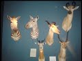 Museo de Caza Benito Albarran