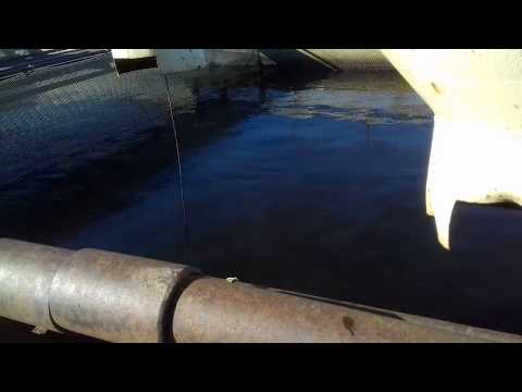 Ловля карпа на водохранилище Печорской ГРЭС Ловля карпа на водохранилище Печорской ГРЭС