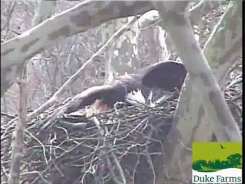 Hawk Attacks Bald Eagle Hatching Eggs Part 1 3-24-2013 DF