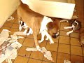 Boxer brincando com filhotes