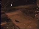 SKUNK eating Cookie Crisp!!!! (1998 footage)