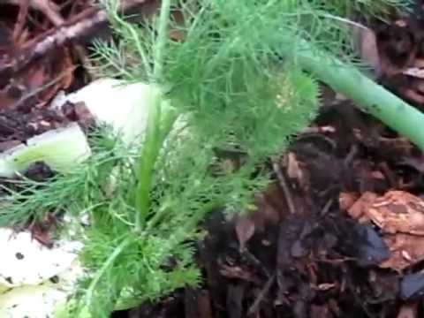 how to transplant fennel
