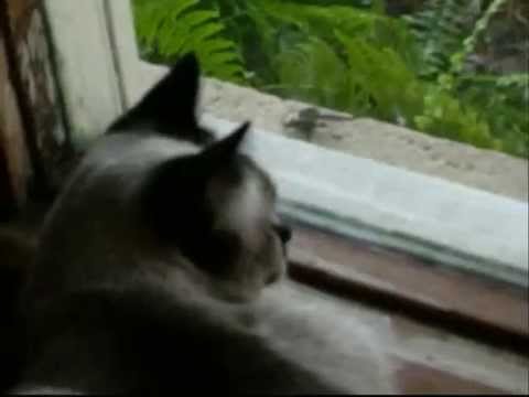 Insect Sex at the Window or getting Stung