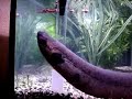 lungfish