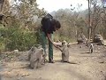 Monkeys and my nuts Monkeys and my nuts