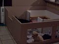 Labrador Pups Creating Havoc