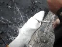 my catching a shark