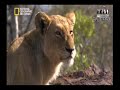 برنامج أنا وحش - الاسد I,Predator-Lion